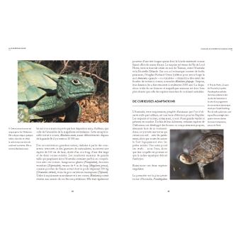 La Vie secrète des tortues