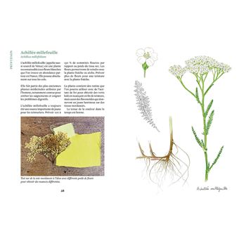 Teindre avec les plantes