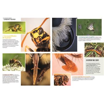 Les Insectes en bord de chemin