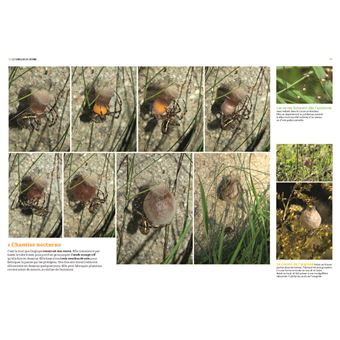 Les Insectes en bord de chemin