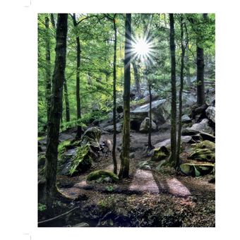 Forêts enchantées de France