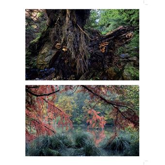 Forêts enchantées de France