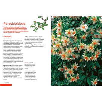 Cactées et succulentes - Comment les cultiver et les entretenir facilement