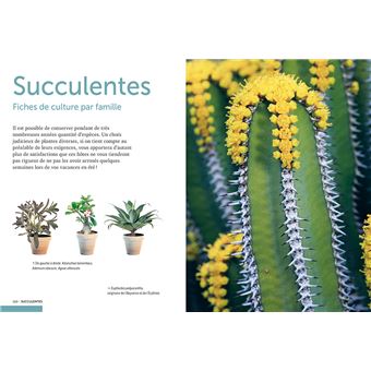 Cactées et succulentes - Comment les cultiver et les entretenir facilement