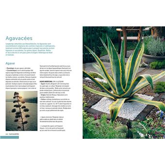 Cactées et succulentes - Comment les cultiver et les entretenir facilement