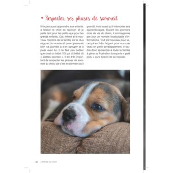 L´arrivée du chiot