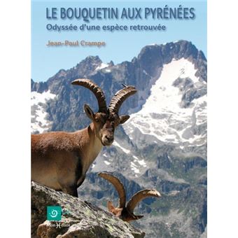 Bouquetin aux Pyrénées