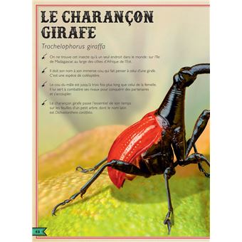 Le Livre extraordinaire des insectes et araignées