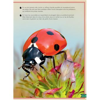 Le Livre extraordinaire des insectes et araignées