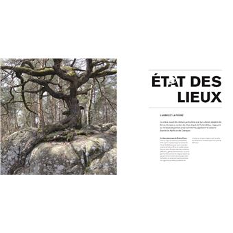Arbre dans tous ses états