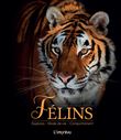 Félins