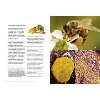 La santé par les abeilles - Bienfaits et limites de l'apithérapie