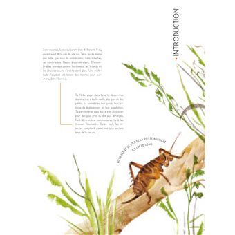 Insectes grandeur nature