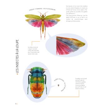 Insectes grandeur nature