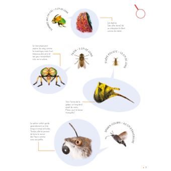 Insectes grandeur nature