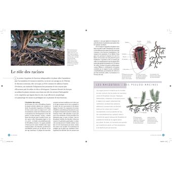 Comprendre les plantes et les arbres