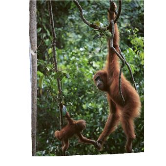 Défis nature   Premières lectures   Courageux petit orang-outan