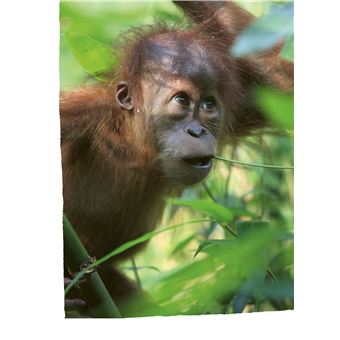 Défis nature   Premières lectures   Courageux petit orang-outan