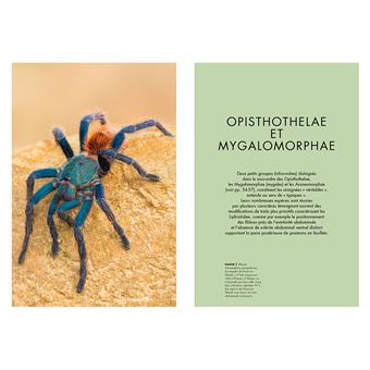 Les Araignées du monde