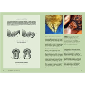 Les Araignées du monde