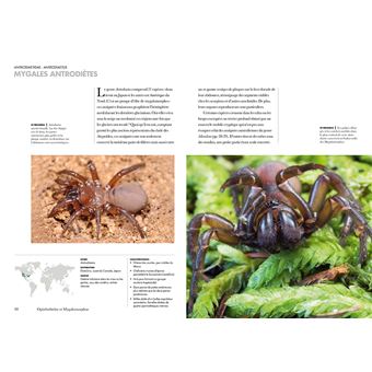 Les Araignées du monde