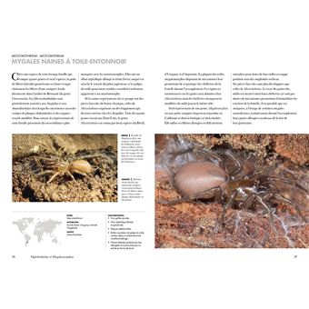 Les Araignées du monde