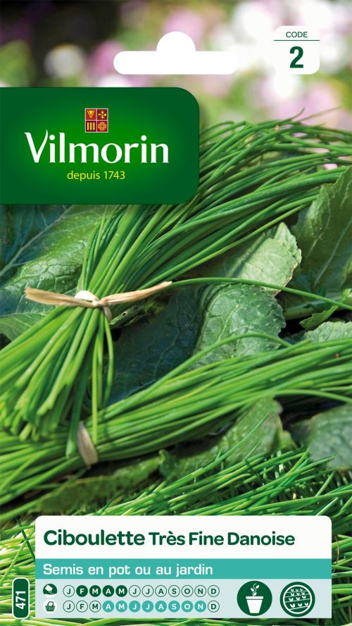 Ciboulette très fine danoise Vilmorin