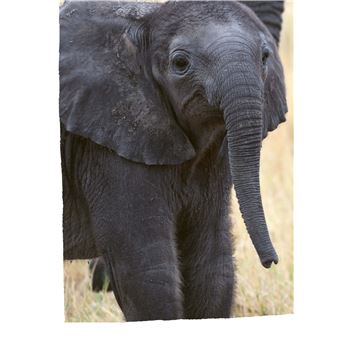 Défis nature   Premières lectures   Une amitié inoubliable