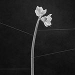 Dreamweaver - Vinilo Transparente