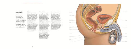 Le pénis Atlas - Augmenté - broché - Collectif, Livre tous les 