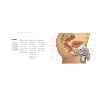Penis-atlas.jpg Penis-atlas.jpg