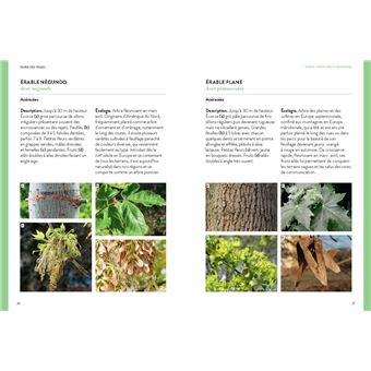 Flore des villes  (Identifier 200 plantes par la couleur)