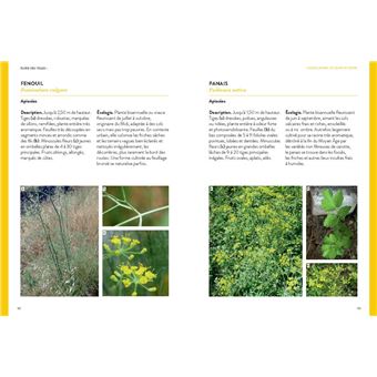 Flore des villes  (Identifier 200 plantes par la couleur)
