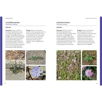 Flore des villes  (Identifier 200 plantes par la couleur)