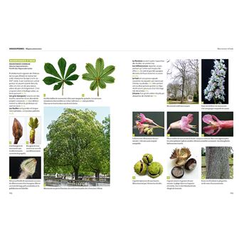 Dictionnaire visuel des arbres et arbustes communs