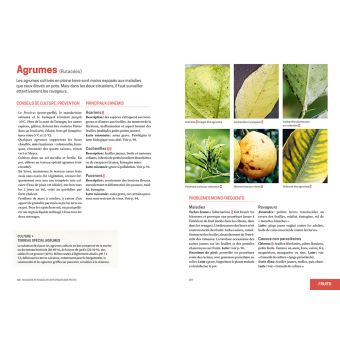 Les solutions de biocontrôle pour soigner les plantes du jardin