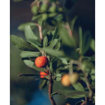 La sagesse du dimanche - Leçons spirituelles tirées de l'émission Super Soul Sunday