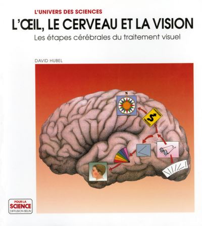 L'oeil, le cerveau, la vision.