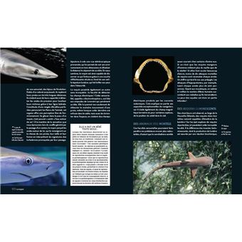 Enigmatiques - La vie secrète des animaux les plus impressionnants