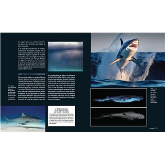 Enigmatiques - La vie secrète des animaux les plus impressionnants