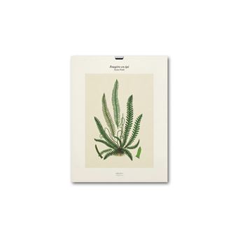 Tirage - Fougères en épi - Édition illustrée
