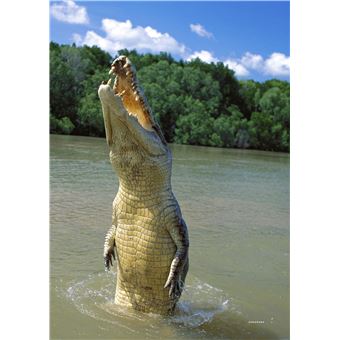 Tintin - C'est l'aventure 5