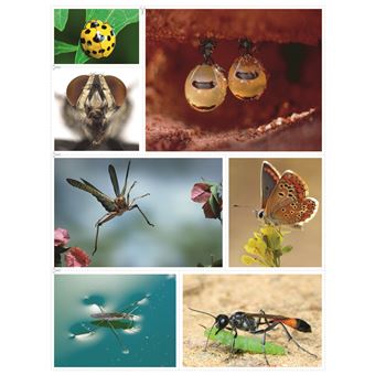 Les insectes
