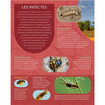 Les insectes