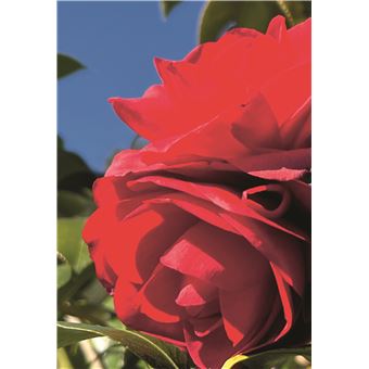 Le chant secret des plantes. Vibrations et émotions végétales