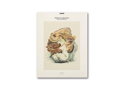 Tirage - Polyporus giganteus - Anna Maria Hussey - (donnée non spécifiée)