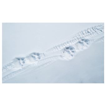 Tibet en harmonie avec la panthère des neiges / in Harmony with the snow leopard