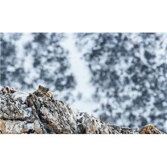 Tibet en harmonie avec la panthère des neiges / in Harmony with the snow leopard