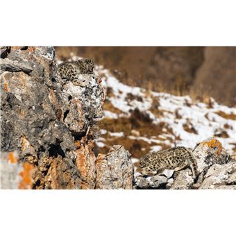 Tibet en harmonie avec la panthère des neiges / in Harmony with the snow leopard
