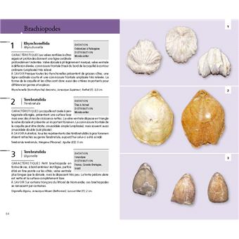 Guide des fossiles